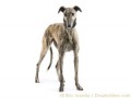 Hund Galgo Espanol