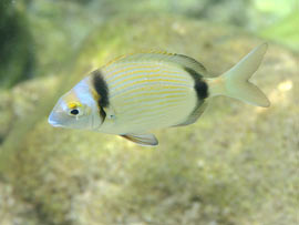 Unterwasserwelt (Fisch) bei Fuerteventura
