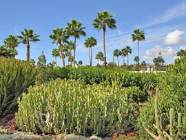 Kaktuspark in Maspalomas auf Gran Canaria