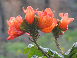 Blumen im Los Palmitos Park bei Maspalomas