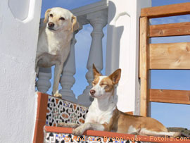 Hundeurlaub in Spanien
