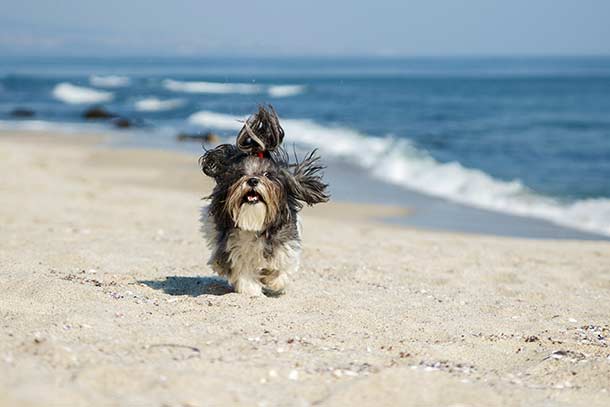 Hund am Strand Hund am Strand