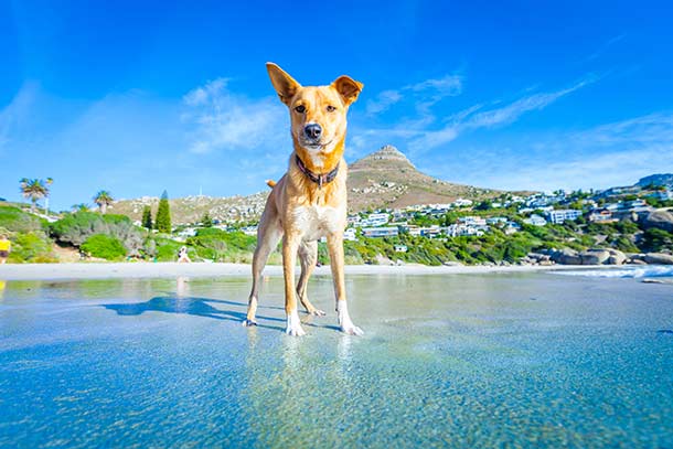 Urlaub mit Hund am Meer Italien Urlaub mit Hund am Meer Italien