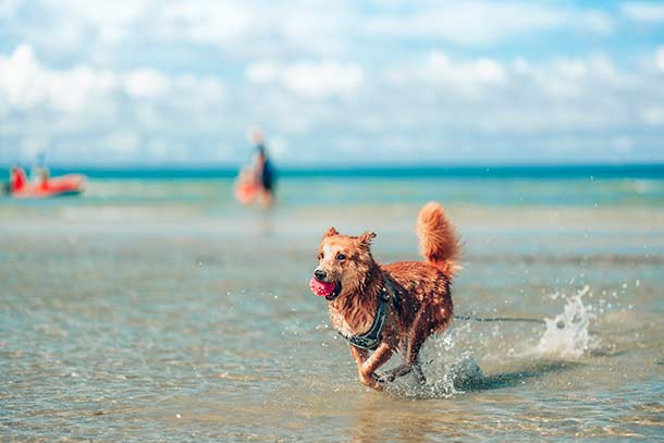 Urlaub Hund Ostsee Urlaub Hund Ostsee