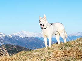 Urlaub mit Hund in den Bergen
