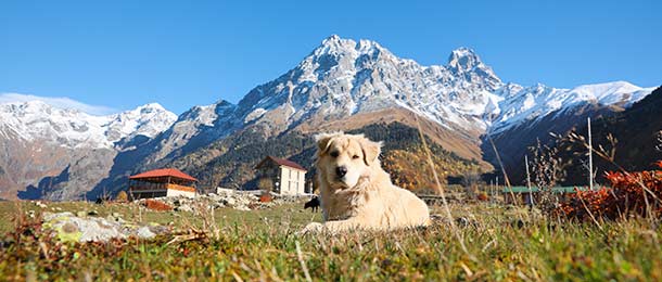 Urlaub mit Hund in den Bergen